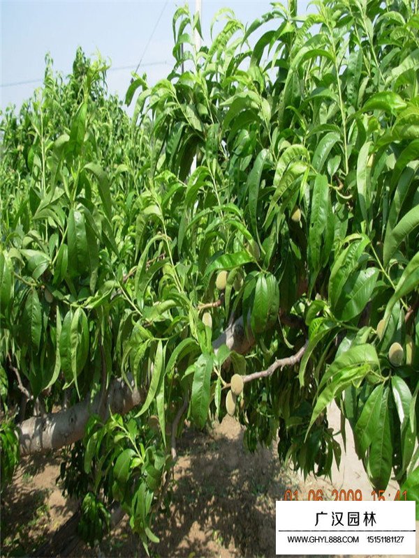 不同地徑的桃樹價(jià)格(圖3)