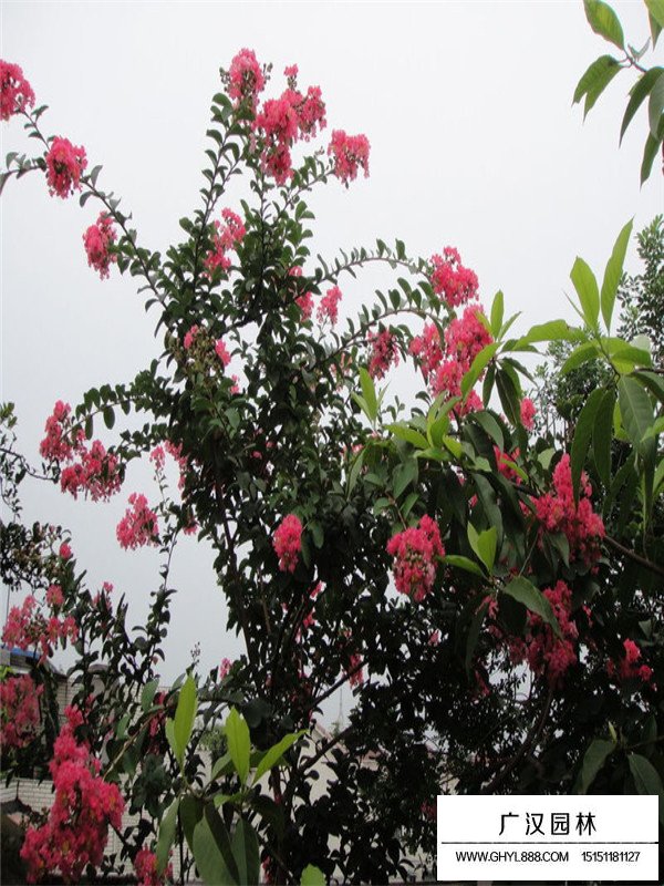 不同地徑的紫薇樹價(jià)格(圖2)