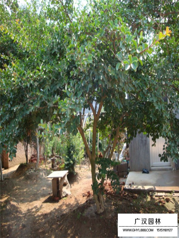 不同地徑的紫薇樹價(jià)格(圖3)