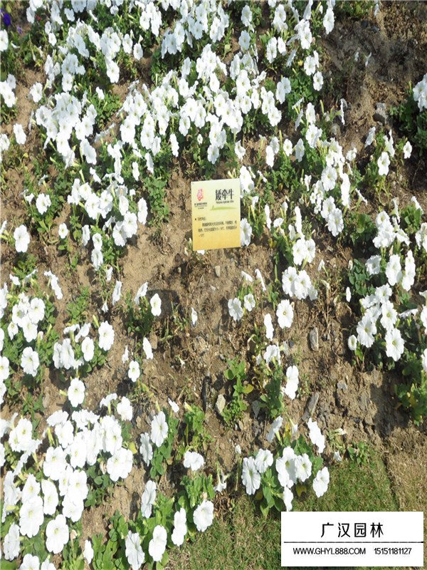 矮牽牛種子每斤多少錢(圖2)