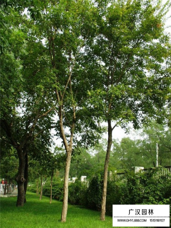 不同規(guī)格的三角楓價(jià)格(圖3)