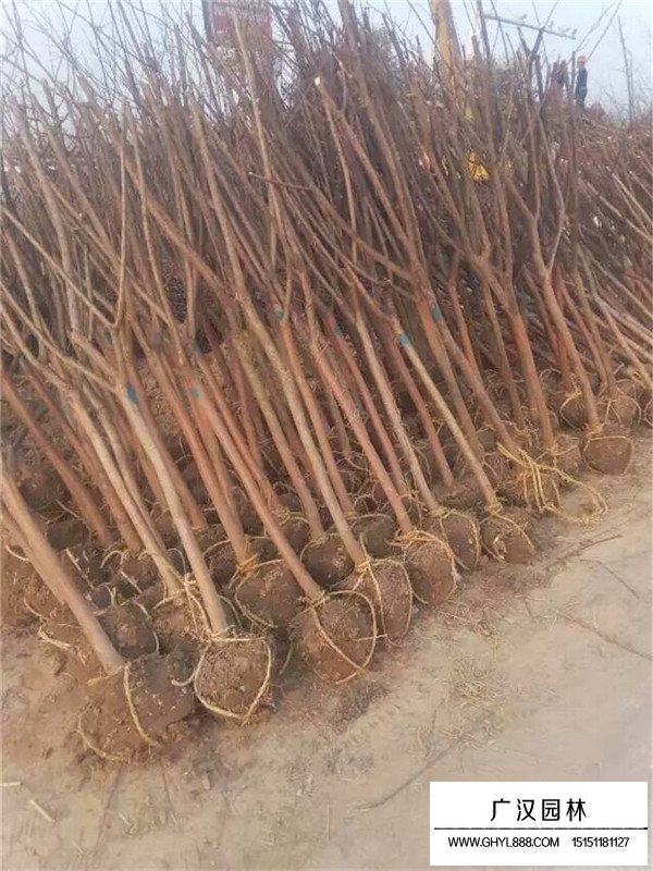 老紫薇樹的作用(圖1)