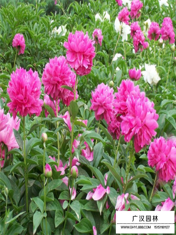 芍藥花的形態(tài)(圖3)