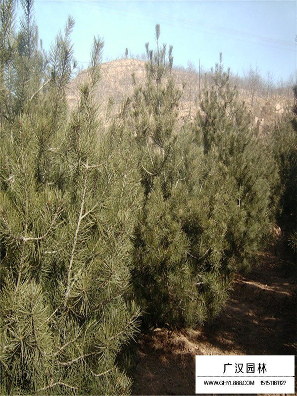 白皮松有沒有發(fā)展前景(圖3)