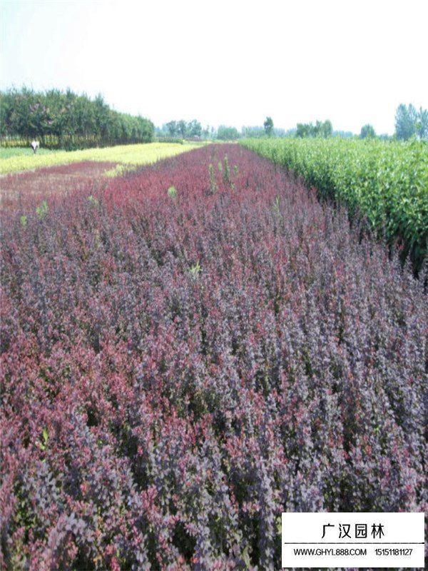 紫葉小檗不同高度的價(jià)格(圖3)