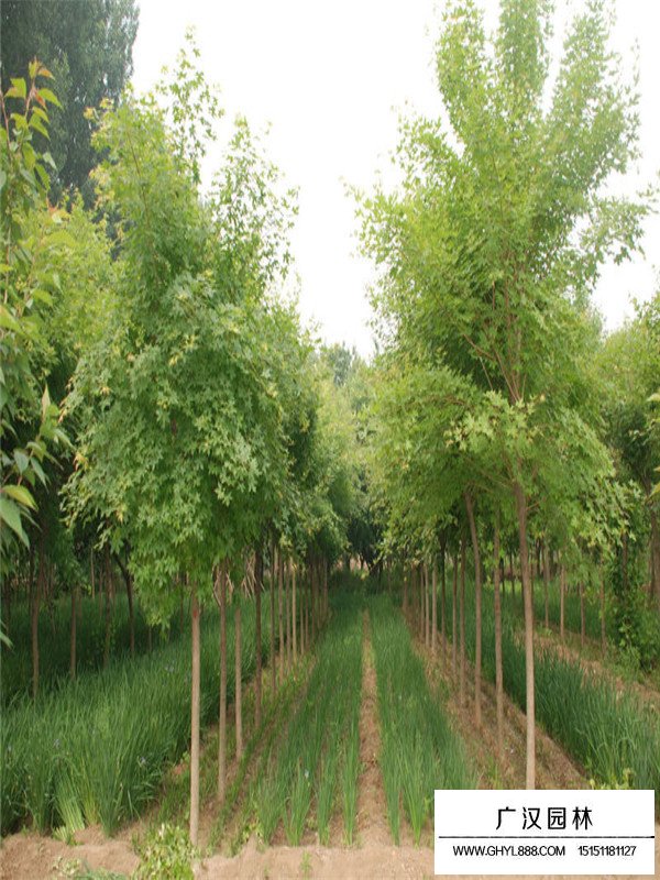 五角楓基地的苗木培育(圖2)