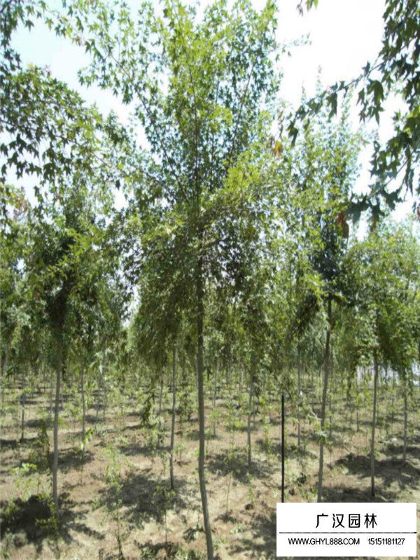 五角楓基地的苗木培育(圖3)