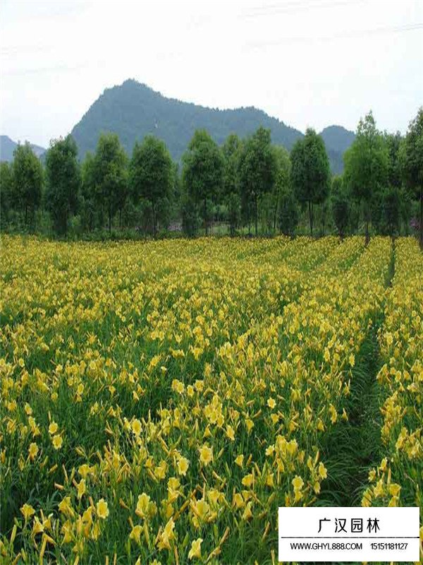 大花萱草種子怎么賣(圖1)