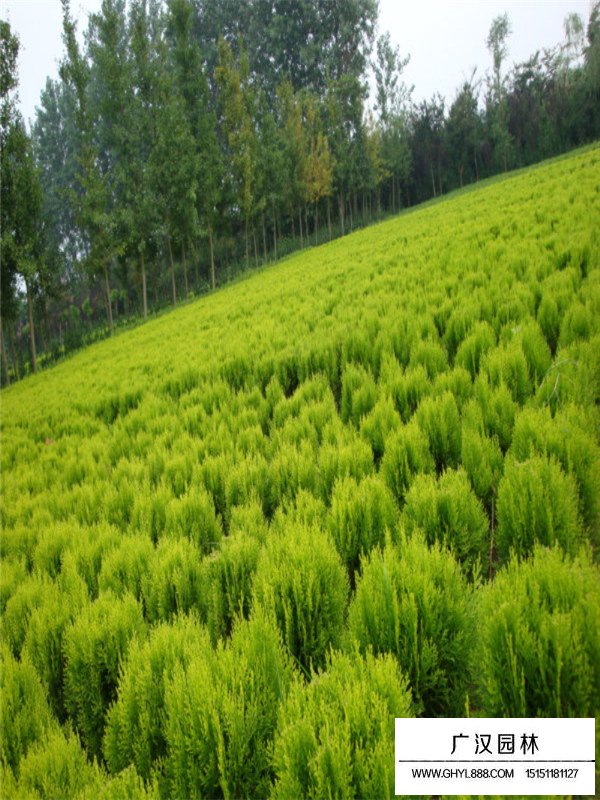 灑金柏基地的養(yǎng)護(圖2)