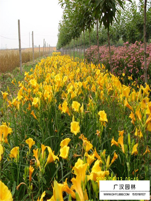 大花萱草種子怎么賣(圖2)