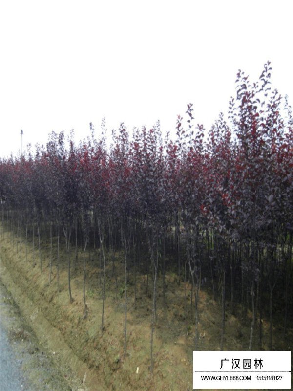 紫葉李種植基地在哪兒(圖2)