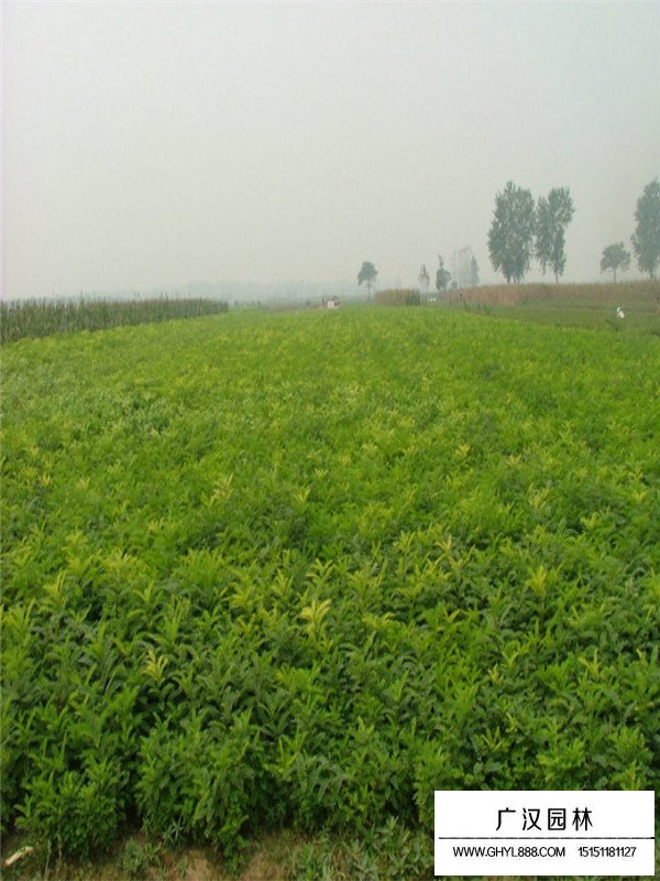 紫穗槐種苗的扦插方式(圖3)