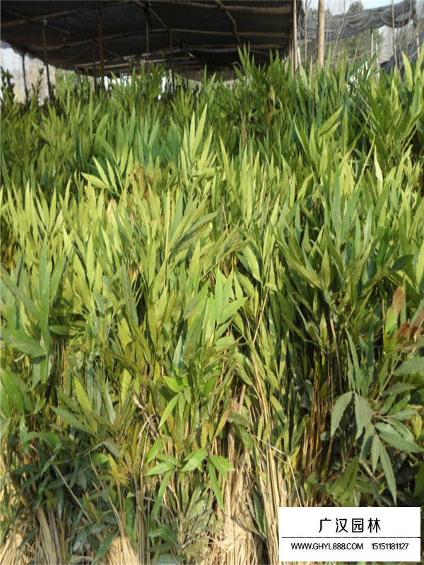 十大功勞的精心養(yǎng)護(圖1)