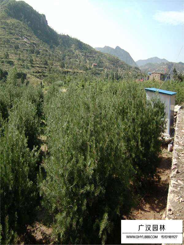 白皮松市場怎么樣(圖3)