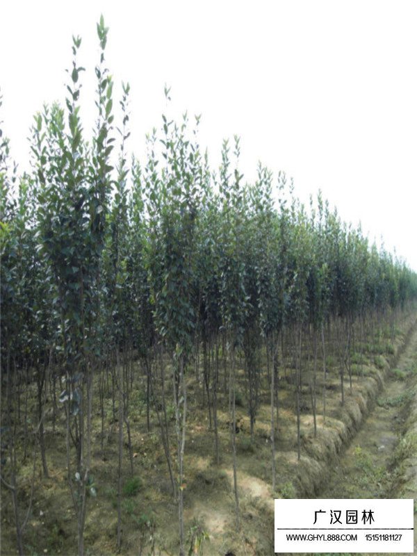 西府海棠苗幾年才能開花(圖3)