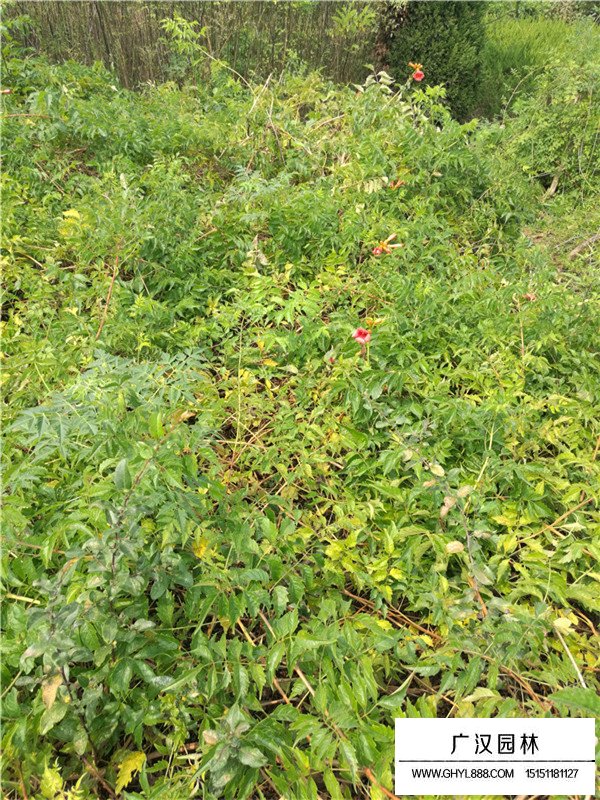 不同地徑凌霄的價格(圖2)