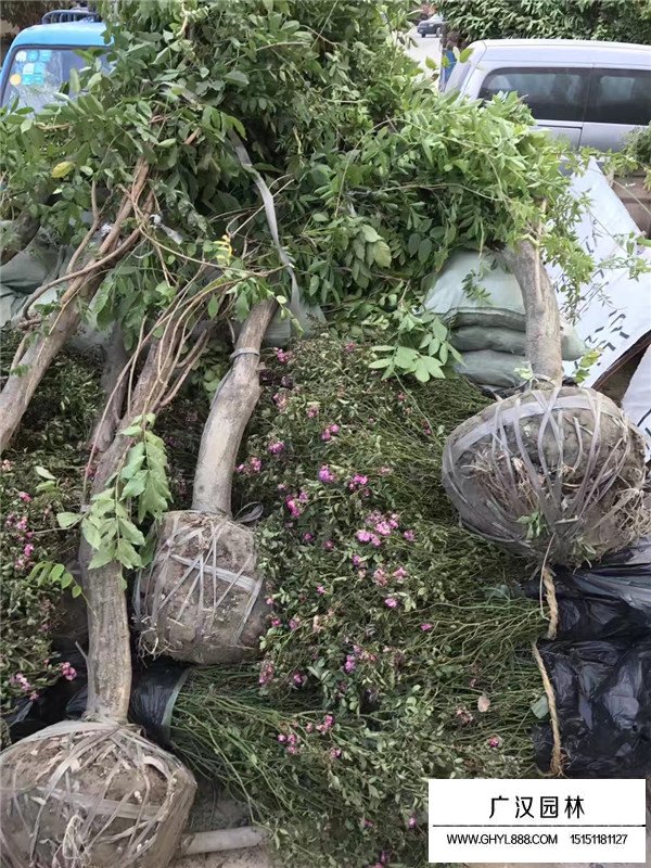 紫藤的地域分布(圖3)