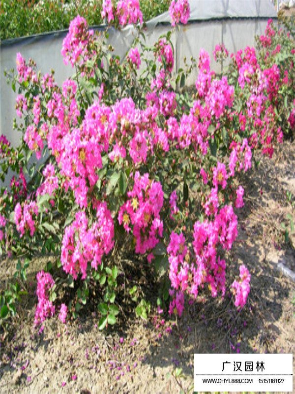 不同規(guī)格日本矮紫薇的價格(圖1)