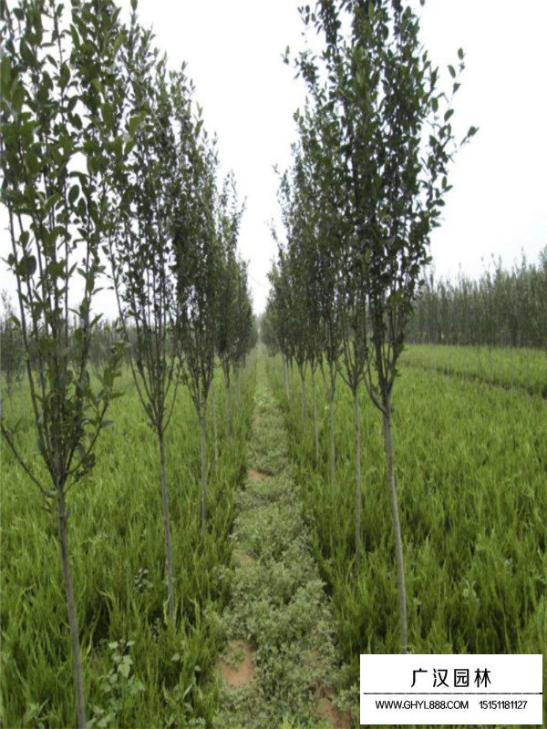 西府海棠的種植經(jīng)驗(圖1)