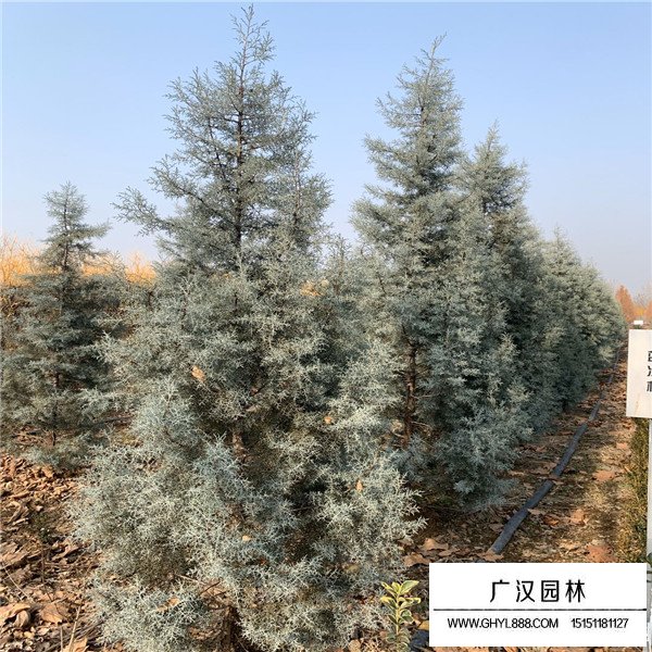 藍冰柏的養(yǎng)護管理(圖2)