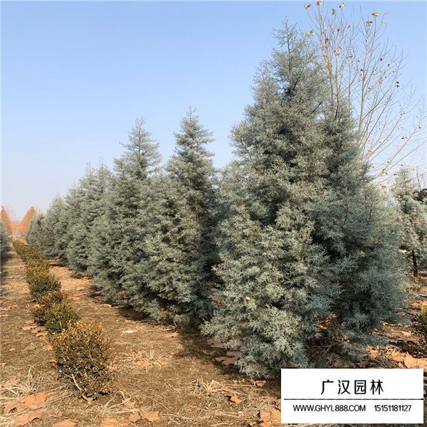 藍冰柏的養(yǎng)護管理(圖3)