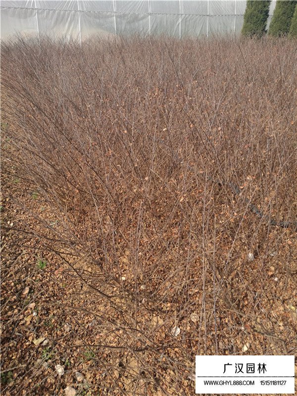 平枝栒子的繁殖方法(圖3)