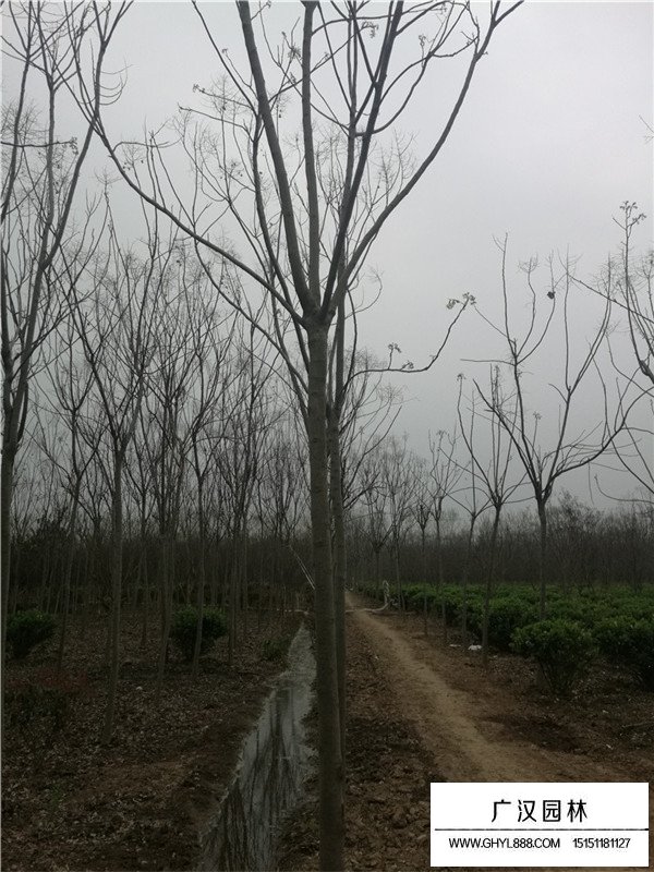 12公分欒樹的價格(圖1)