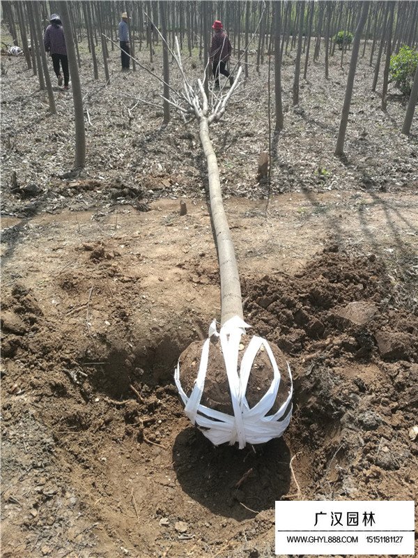 12公分欒樹的價格(圖3)