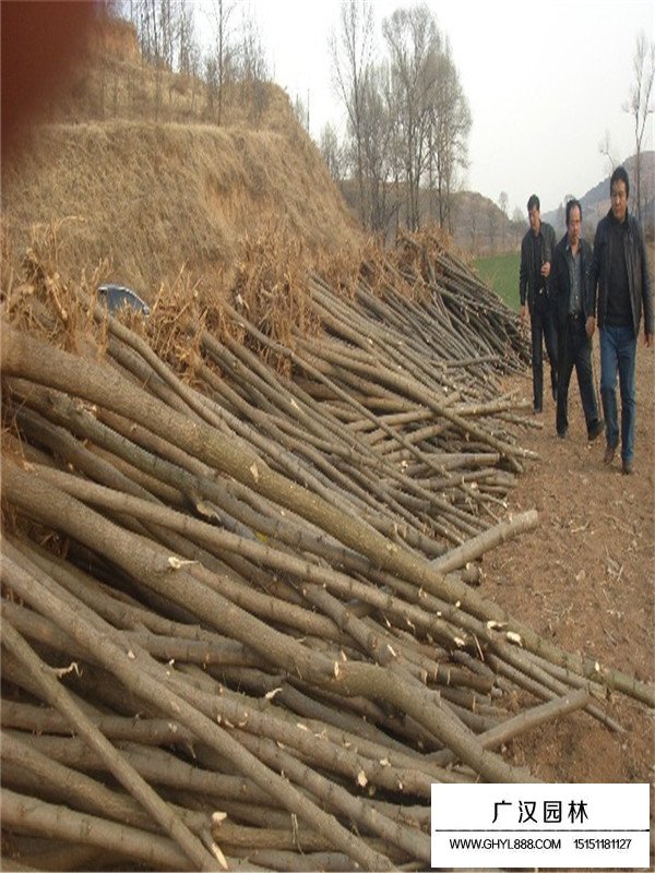 刺槐的實用價值(圖3)