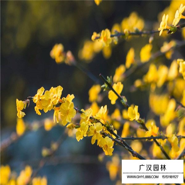 迎春花的寓意(圖2)