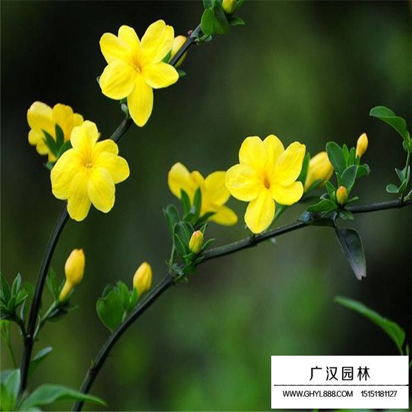 迎春花的寓意(圖3)