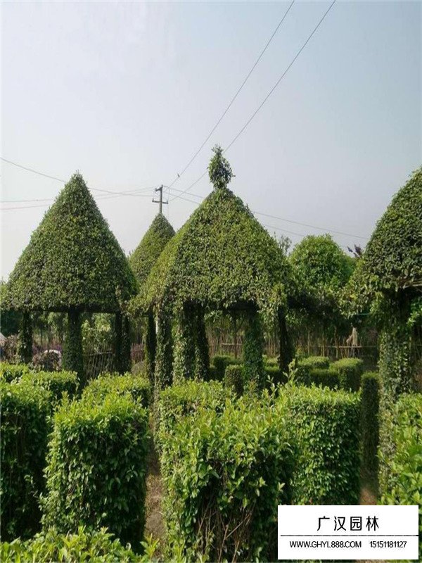 日本女貞的種植方式(圖2)