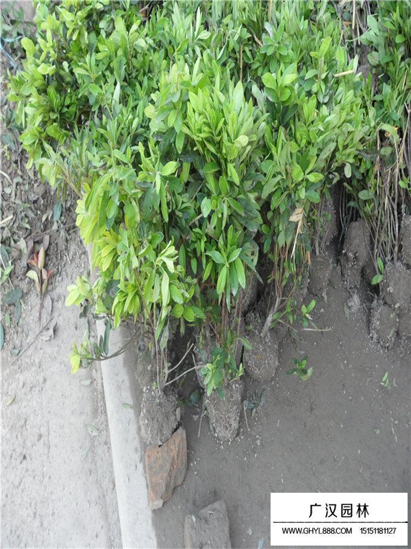 春鵑有幾個品種？(圖1)