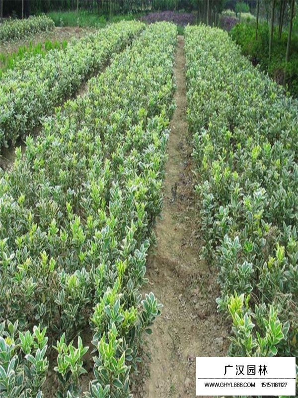 金邊黃楊有沒有觀賞性(圖2)