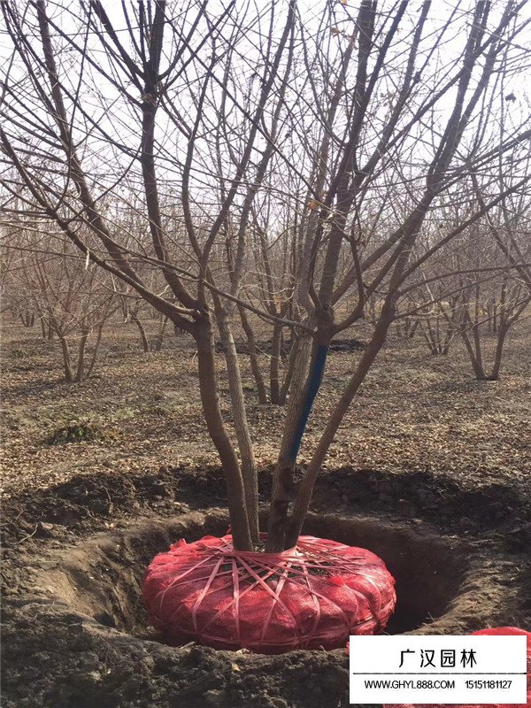 叢生五角楓的愛情故事(圖1)