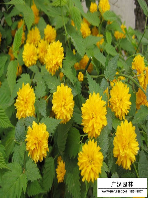 棣棠適合種植在什么地方(圖3)