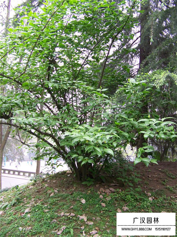 叢生臘梅的培植方式(圖2)