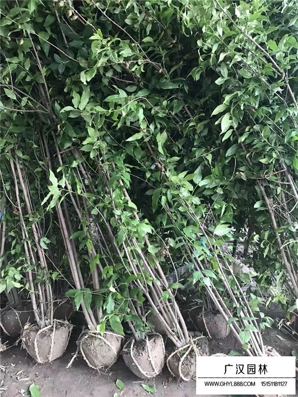 叢生臘梅的培植方式(圖1)