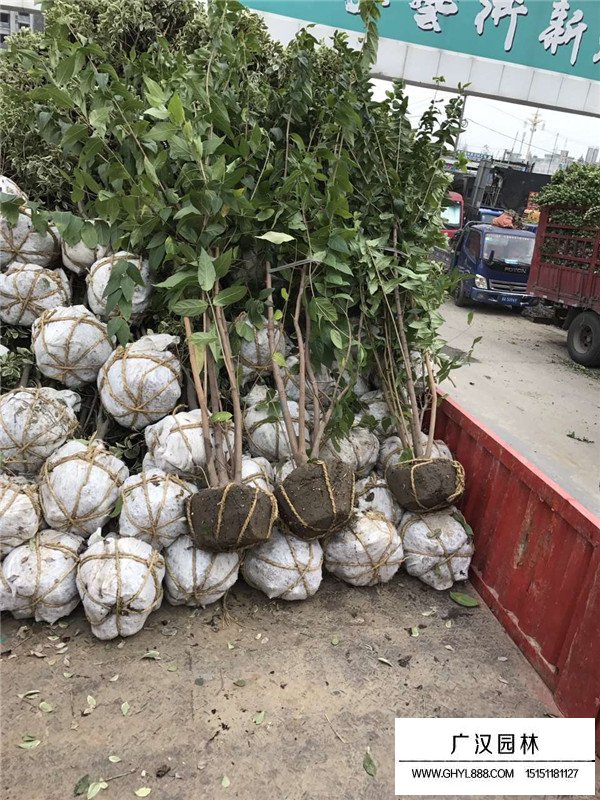 叢生臘梅的培植方式(圖3)