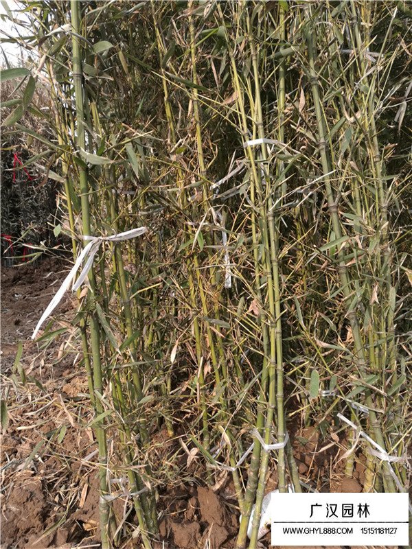 早園竹的養(yǎng)護知識(圖2)