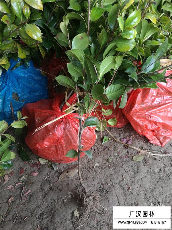 茶梅容易養(yǎng)殖嗎(圖2)