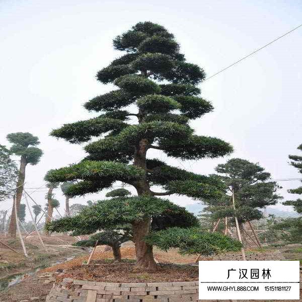 黑松盆景怎么施肥(圖2)