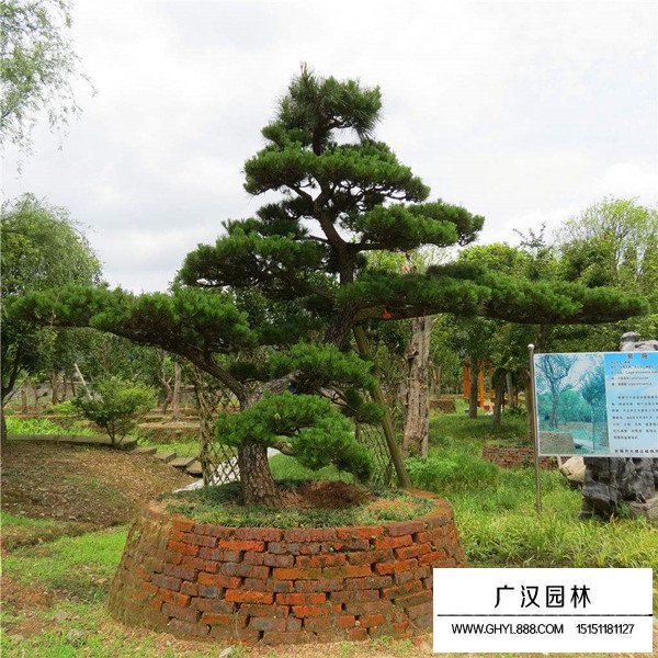 黑松盆景怎么施肥(圖4)