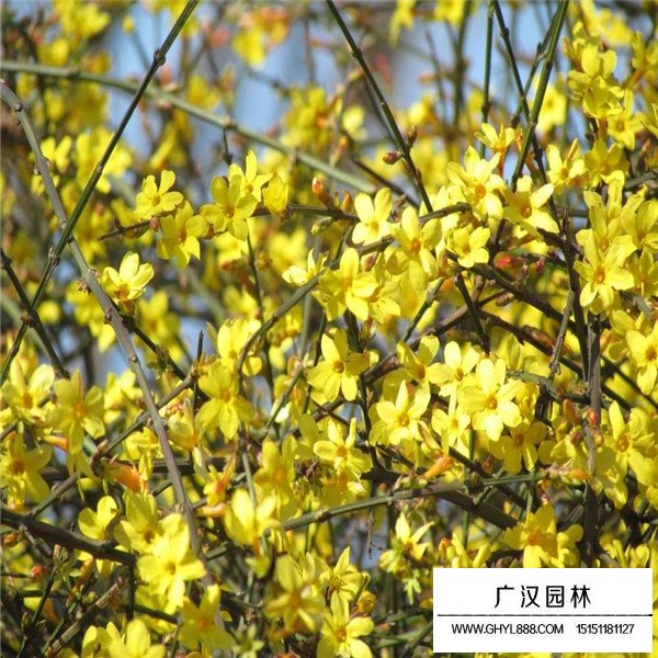 迎春花的分布(圖1)