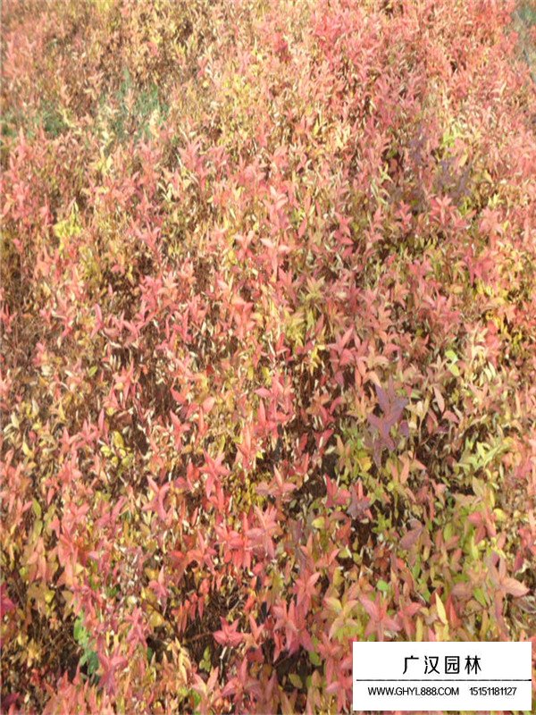 繡線菊的花語(圖3)