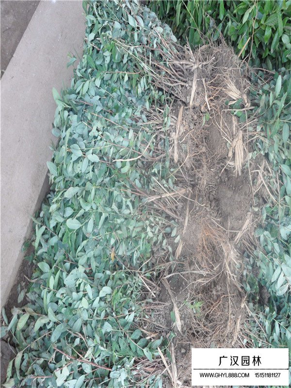 繡線菊的花語(圖4)