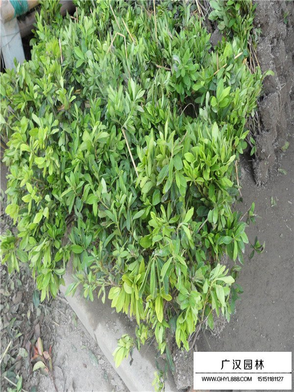 春鵑的生長(zhǎng)環(huán)境(圖1)