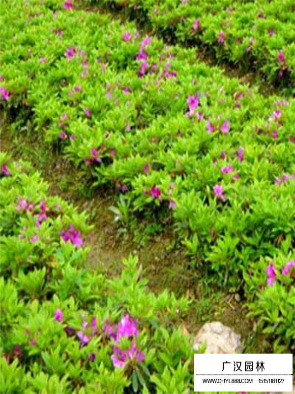 春鵑的生長(zhǎng)環(huán)境(圖4)