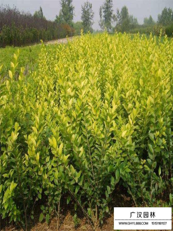 金葉女貞好種植嗎？(圖2)