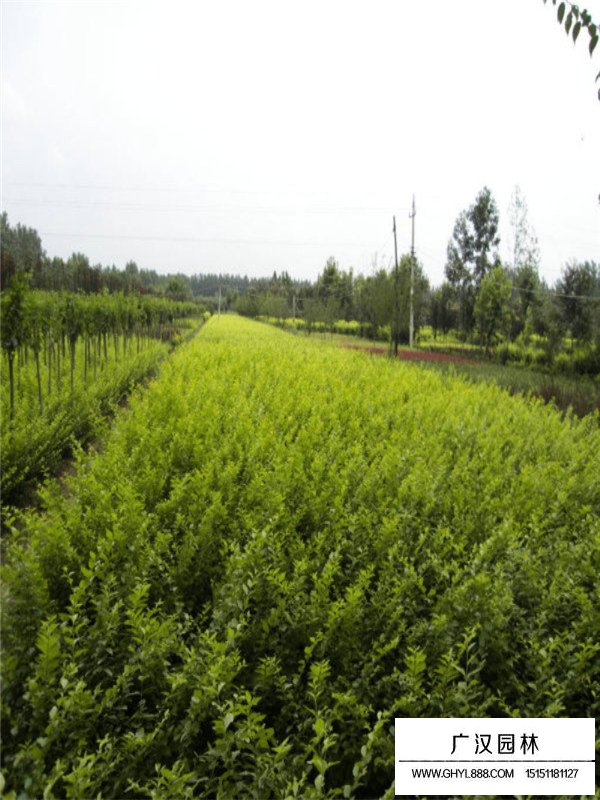 金葉女貞好種植嗎？(圖3)